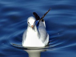 Black headed gull, Kingston upon Hull, East Riding of Yorkshire Wallpaper