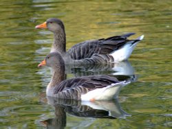 A pair of greylag geese....anser anser, Eastrington, East Riding of Yorkshire Wallpaper
