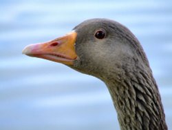 Greylag goose....anser anser, Eastrington, East Riding of Yorkshire