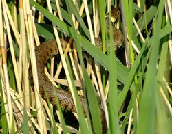 Grass snake....natrix natrix, Broomfleet, East Yorkshire Wallpaper