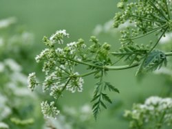 Sweet cicely....myrrhis odorata, Broomfleet Wallpaper