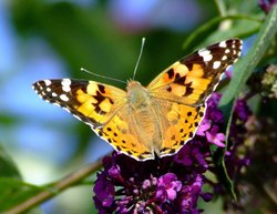 Painted lady butterfly....vanessa cardui, Broomfleet, North Yorkshire