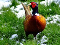 Colourful pheasant....phasianus colchicus, South Cave, East Riding of Yorkshire Wallpaper