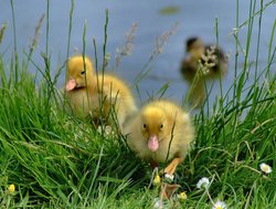 Mallard ducklings, Brantingham, East Riding of Yorkshire