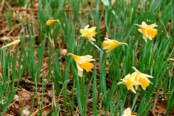 Daffodils on Ullswaters shore. Wallpaper