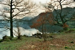 Daffodils on Ullswaters shore. Wallpaper