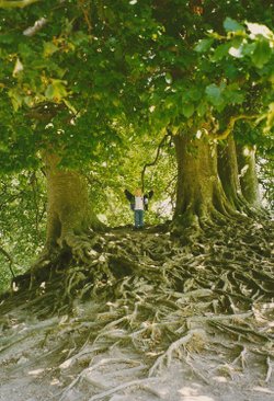 Roots, Avebury, Wiltshire