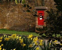 Daffodils and postbox, Adderbury, Oxon Wallpaper