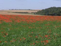 Poppy field, Ludgershall, Wiltshire