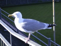 Herring Gull, Newquay, Cornwall Wallpaper