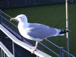 Herring Gull, Newquay, Cornwall