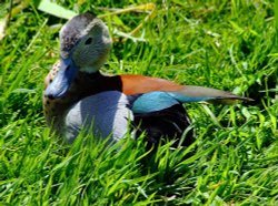 Ringed teal, Wildfowl & Wetlands Trust Martin Mere, Burscough, Lancashire