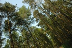 Tree Tops, Yoxall, Staffordshire