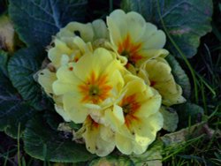 Spring has sprung in Tidenham, Gloucestershire