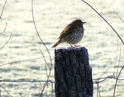 Song thrush, North Cave, East Riding of Yorkshire Wallpaper