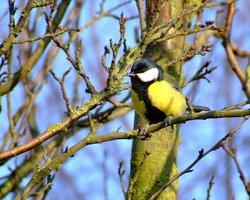 A friendly bird, North Cave, East Riding of Yorkshire Wallpaper