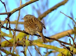 Hedge sparrow or Dunnock....prunella modularis, North Cave, East Riding of Yorkshire Wallpaper