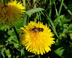Hoverfly and daisy, North Cave, East Riding of Yorkshire