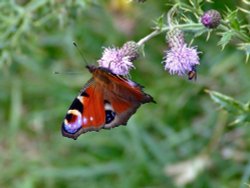 Peacock butterfly, North Cave, East Riding of Yorkshire Wallpaper