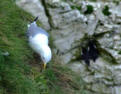 Nesting kittiwake....rissa tridactyla, Bempton, East Riding of Yorkshire Wallpaper