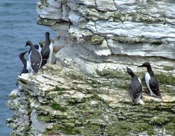 Guillemots....uria aalge, Bempton, East Riding of Yorkshire Wallpaper
