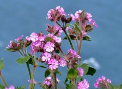Red campion....silene dioica, Bempton, East Riding of Yorkshire Wallpaper