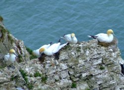 Gannets....morus bassanus, Bempton, East Riding of Yorkshire Wallpaper
