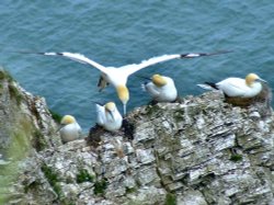 Soaring gannet....morus bassanus, Bempton, East Riding of Yorkshire Wallpaper