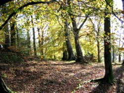Autumn in wood nr Hawkshead, Cunbria. Wallpaper