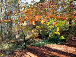 Autumn in wood nr Hawkshead, Cumbria Wallpaper