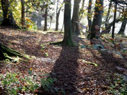 Autumn in wood nr Hawkshead, Cunbria. Wallpaper