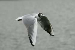 Are you looking at me? Wallpaper