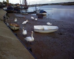 Swans at Maldon, Essex Wallpaper