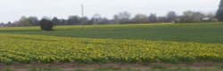 Daffodil Fields, Lincolnshire
