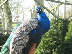 Close up of a Peacock, Sewerby Hall, East Riding of Yorkshire Wallpaper