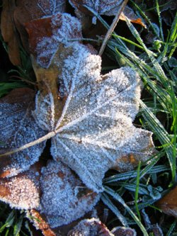 Leaves in the frost.