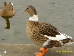 Duck, Potter Heigham, Norfolk