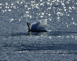 Mute swan....cygnus olor, on Brickyard pond Wallpaper