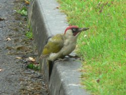 Woodpecker, Chard, Somerset
