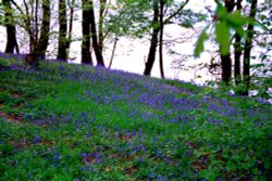 Bluebells on the shore of Windermere. Wallpaper