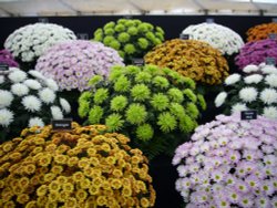 Hampton Court Flower Show 2007 Wallpaper