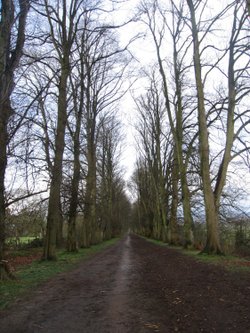 A walk along Green Lane, Wheatley, in search of Sue's plant!