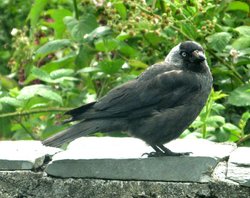 Jackdaw at Hammerbank, Windermere. Wallpaper