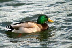 Mallard Drake, Herrington Country Park. Wallpaper