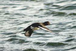 Tufted Duck in Flight Herrington Country Park. Wallpaper