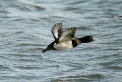 Tufted Duck in Flight Herrington Country Park. Wallpaper