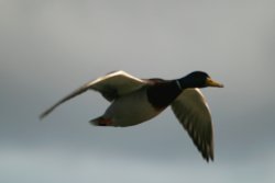 Mallard in flight. Wallpaper