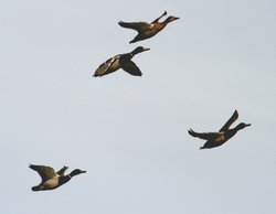Mallard in flight over Herrington Ponds. Wallpaper
