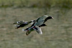 Mallard in flight over Herrington Ponds. Wallpaper