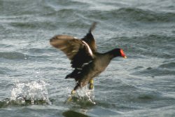Moorhen over Herrington Ponds. Wallpaper